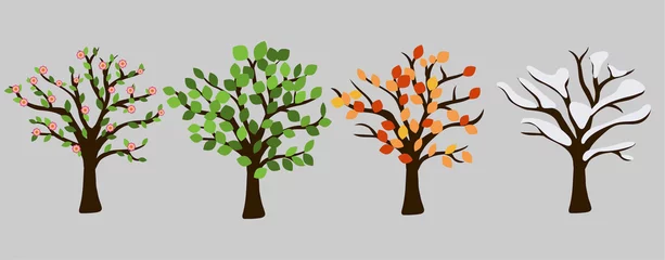 Tuinposter Tree in four season graphic design. Pink blossom, orange leaves, white snow and green leaves. Isolated vector illustation for each time year. © Mariia