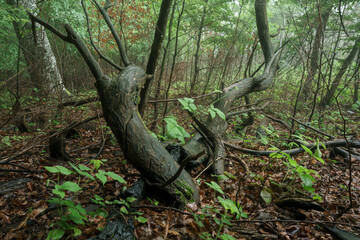old burnt tree in the forest
