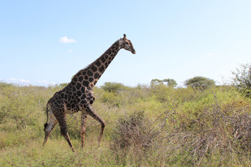 Giraffe / Giraffe / Giraffa Camelopardalis