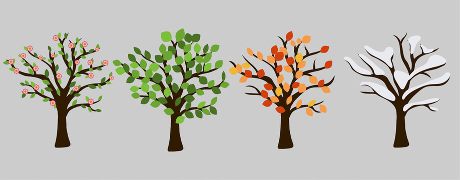 Tree in four season graphic design. Pink blossom, orange leaves, white snow and green leaves. Isolated vector illustation for each time year.