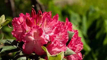 Cercles muraux Azalée Rhododendron