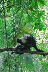 Singe dicutant