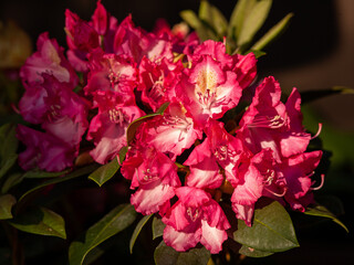 Rhododendron