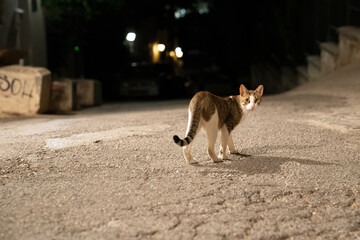 Curious cat roaming at night