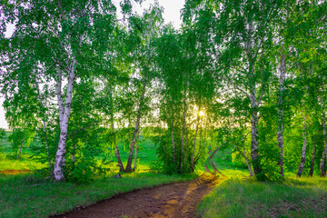 The road through the birch forest at sunset.