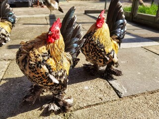 Decorative domestic dwarf motley rooster . 