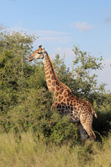 Naklejka na ściany i meble Giraffe / Giraffe / Giraffa Camelopardalis