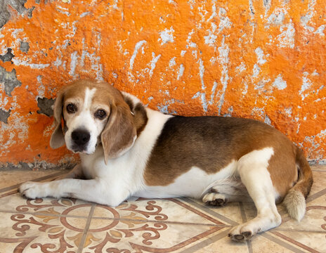 old dog of beagle breed lying in the house, concept beagle pet
