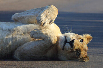 Afrikanischer Löwe / African lion / Panthera leo.