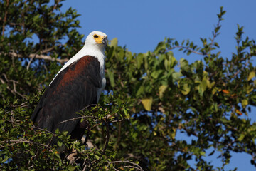 Afrikanischer Schreiseeadler / African fish-eagle / Haliaeetus vocifer.