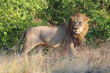 Afrikanischer Löwe / African lion / Panthera leo.