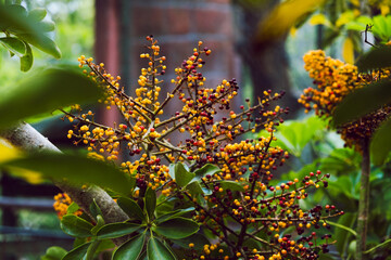 Palo de frutos y flores