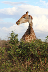 Giraffe / Giraffe / Giraffa Camelopardalis