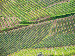 Hills planted with vineyards in Piedmont - Italy