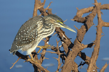 Mangrovenreiher / Green-backed heron / Butorides striatus