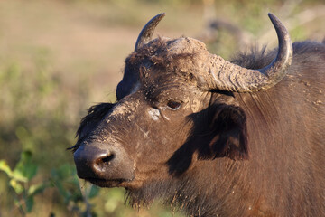 Kaffernbüffel / African buffalo / Syncerus caffer