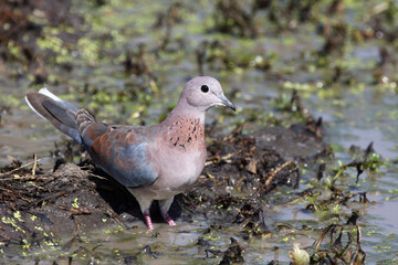 Palmtaube oder Senegaltaube / Laughing dove or Little brown dove / Stigmatopelia senegalensis uel Spilopelia senegalensis