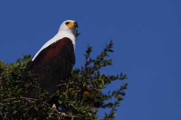 Afrikanischer Schreiseeadler / African fish-eagle / Haliaeetus vocifer.