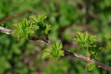 Fototapeta na wymiar Raspberry branch with young green leaves in the spring in the garden.