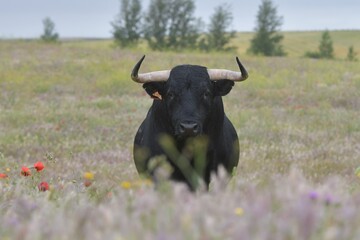 Spanish bull resting in the field