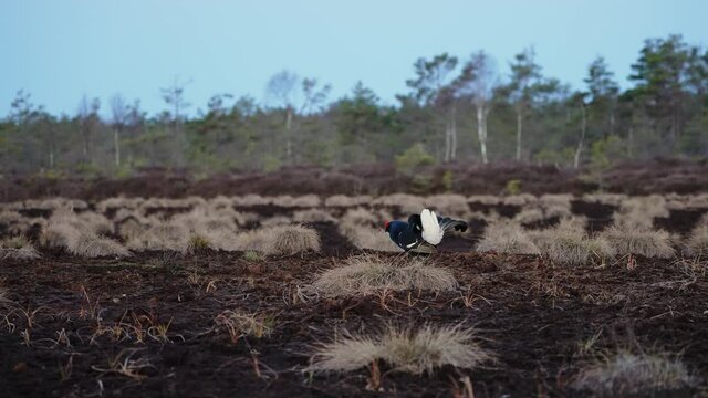 Black Grouse on spring bog ready for fighting, lekking. Spring colors of moors with black grouse, blackcock. Male Black Grouse lek game at sunrise. Lyrurus tetrix lekking in Estonia, Saaremaa swamp