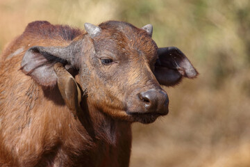 Kaffernbüffel und Rotschnabel-Madenhacker / African buffalo and Red-billed oxpecker / Syncerus caffer et Buphagus erythrorhynchus...