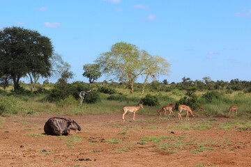 Streifengnu und Schwarzfersenantilope / Blue wildebeest and Impala / Connochaetes taurinus et...