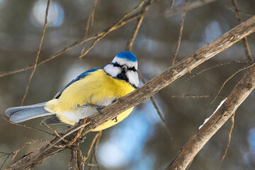 great spotted woodpecker