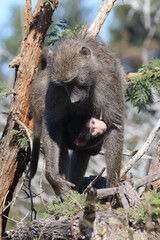 Bärenpavian / Chacma baboon / Papio ursinus.....