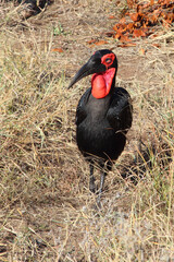 Kaffernhornrabe / Southern ground hornbill / Bucorvus leadbeateri