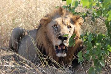 Afrikanischer Löwe / African lion / Panthera leo.