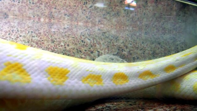 Royal yellow albino python reshapes skin. Pythonidae, a family of non-venomous snakes. Python swims in water and sheds old skin. The snake is molting. Snake skin in water. Snake head and tongue.