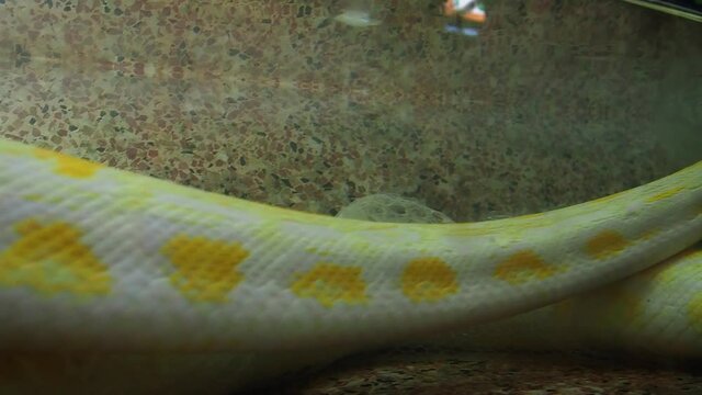 Royal yellow albino python reshapes skin. Pythonidae Python swims in water and sheds old skin. The snake is molting. Snake head and tongue
