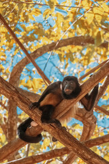 Singe chill soleil