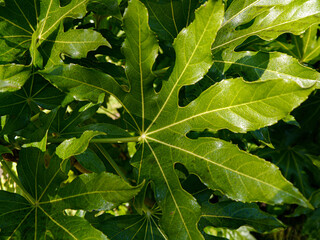 green leaves of a plant