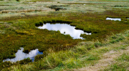 grass saltmarsh
