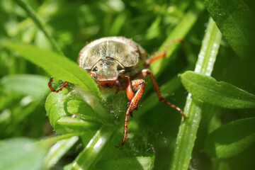 Melolontha in the summer forest, cockchafer macro, may bug in close up