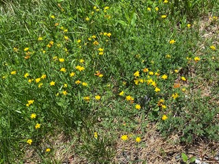 yellow flowers in the grass