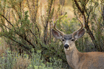 Male deer roaming the streets of Carson City, Nevada