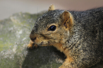 Obraz premium Close up of a squirrel resting on a boulder.