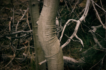 Birch tree wrinkles at the turn