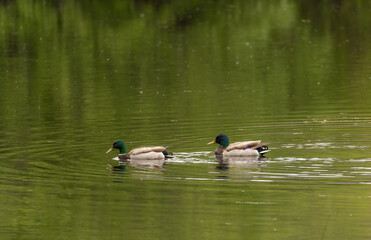 Two ducks in a pond on a calm day