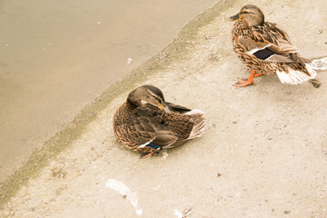 A beautiful duck on the asphalt in the park near the pond in the early morning. The bird has just...