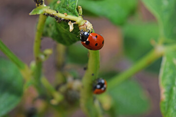 Au jardin : les coccinelles dévorent les pucerons sur un plan de haricots.