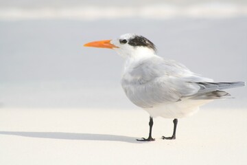 Wild Seagull on the Paradisiac Scenic Beach with White Sand at Mexico, Central America