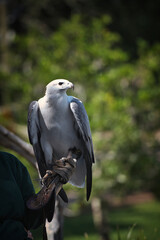 20150421 - Falcon show in Lone Pine koala park Brisbane Australia. High quality photo