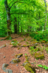 Wald, Sonne, Licht, Stimmung, Grün