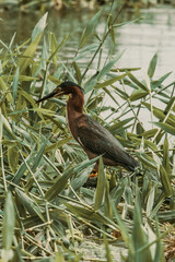 Oiseau dans la jungle du Cosa rica