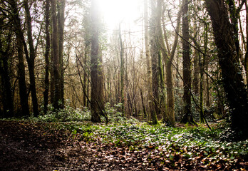 Obraz premium morning in the forest