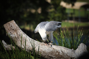 20150421 - Falcon show in Lone Pine koala park Brisbane Australia. High quality photo